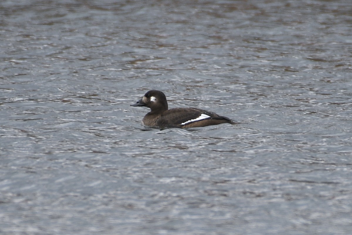 White-winged Scoter - ML645419074