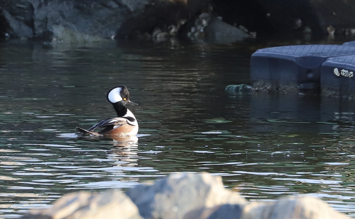 Hooded Merganser - ML645419075