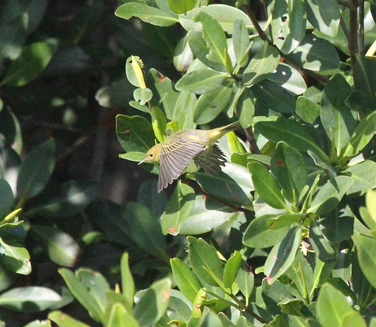 Mangrove Yellow Warbler - ML645419076