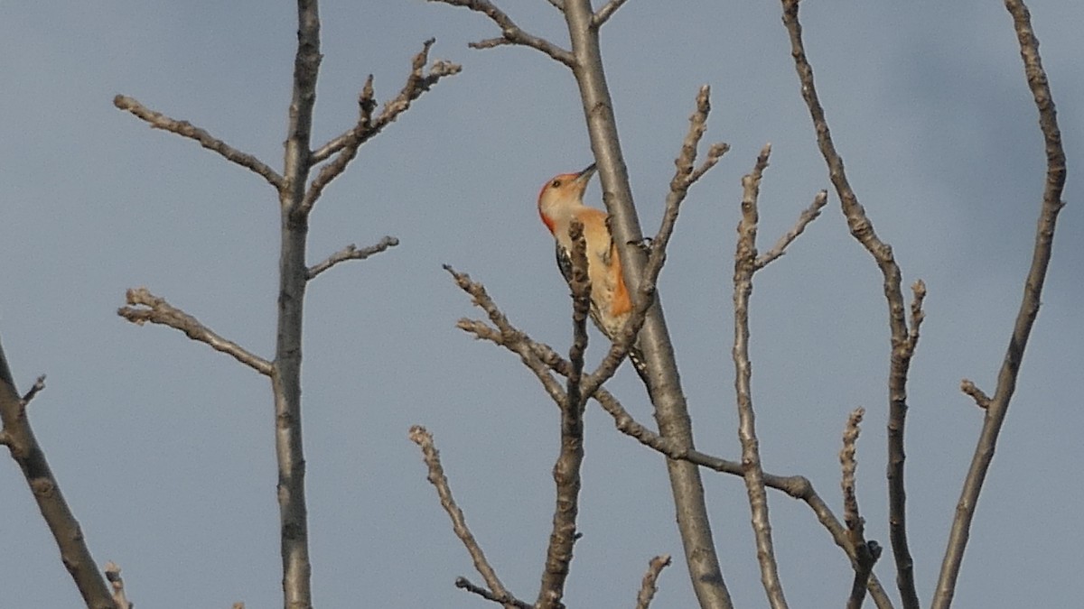 Red-bellied Woodpecker - ML645419081