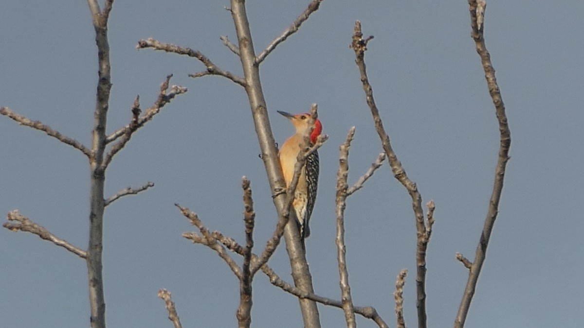 Red-bellied Woodpecker - ML645419082