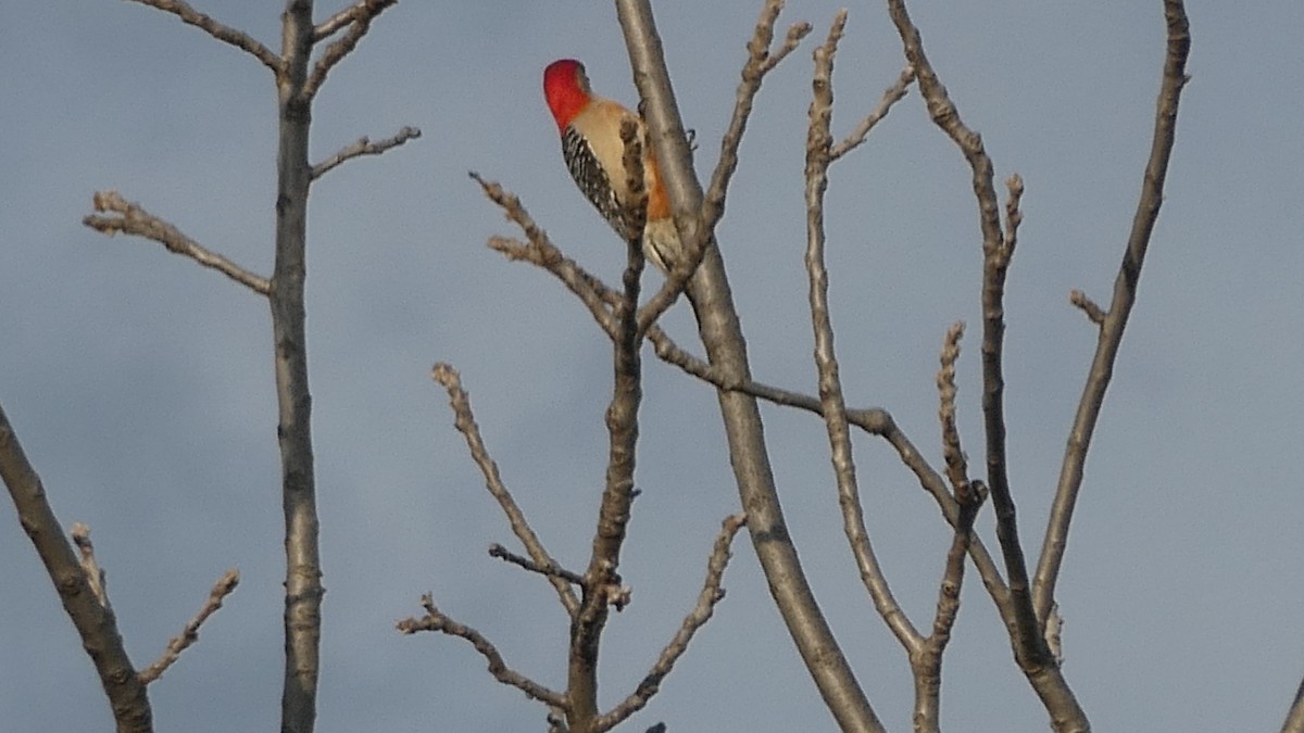Red-bellied Woodpecker - ML645419083
