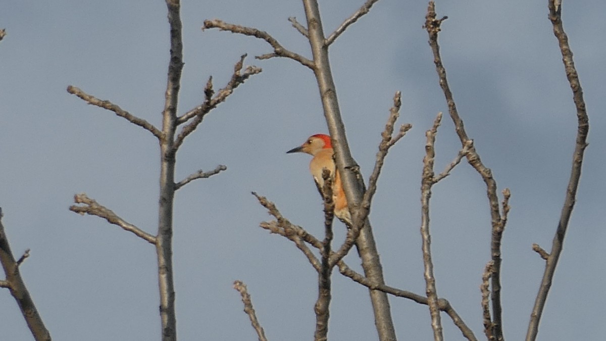 Red-bellied Woodpecker - ML645419084