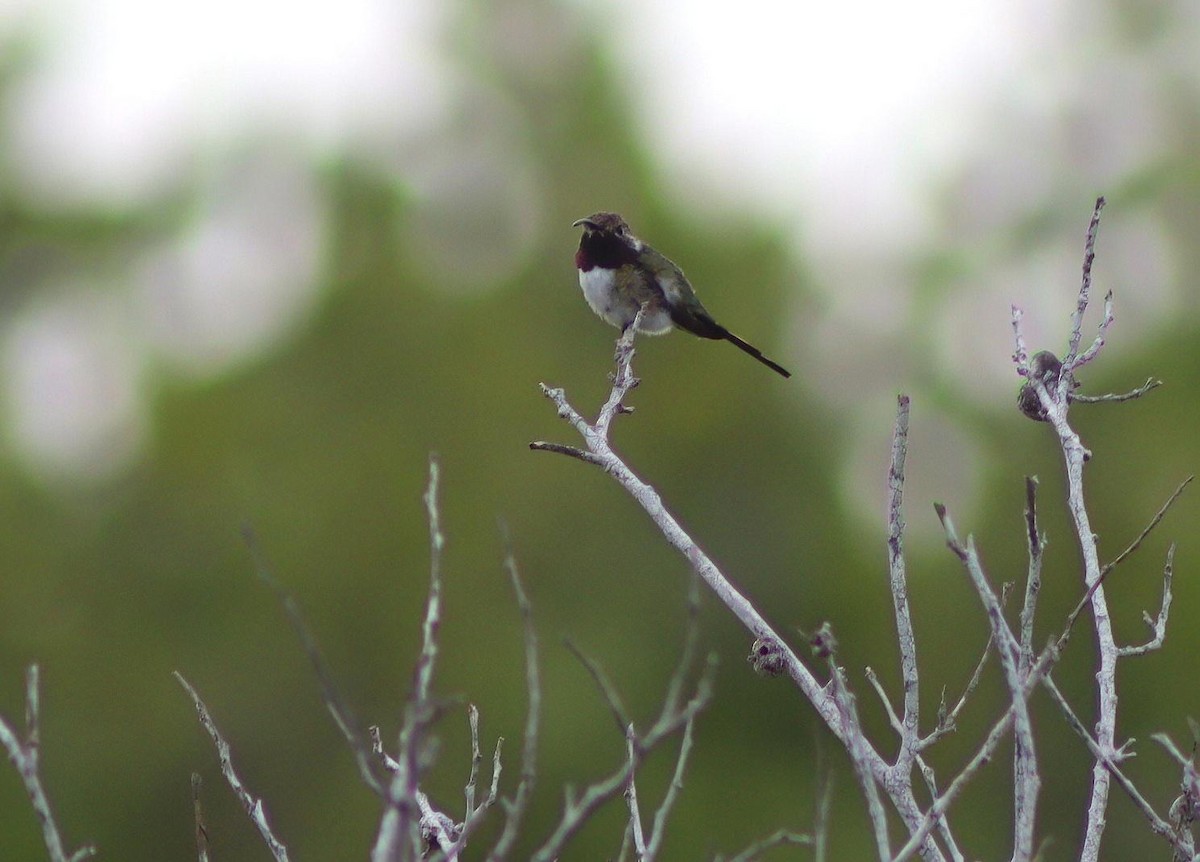 Mexican Sheartail - ML645419085