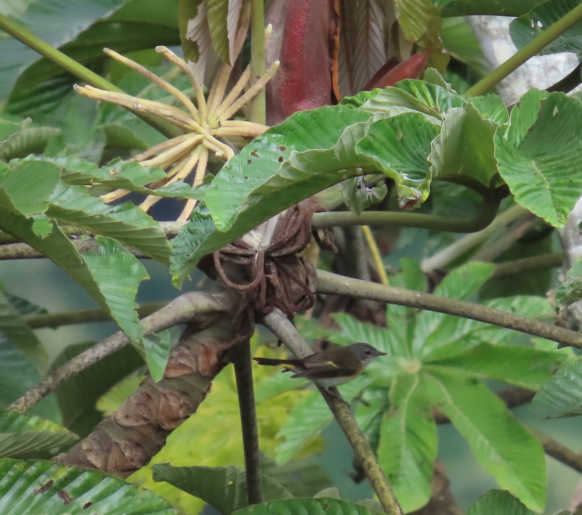 American Redstart - ML645419086