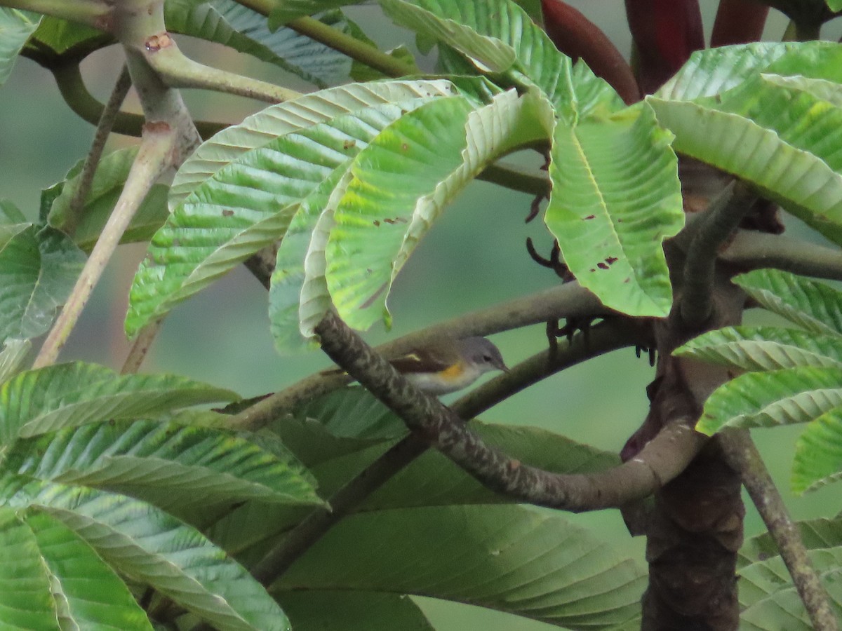 American Redstart - ML645419088