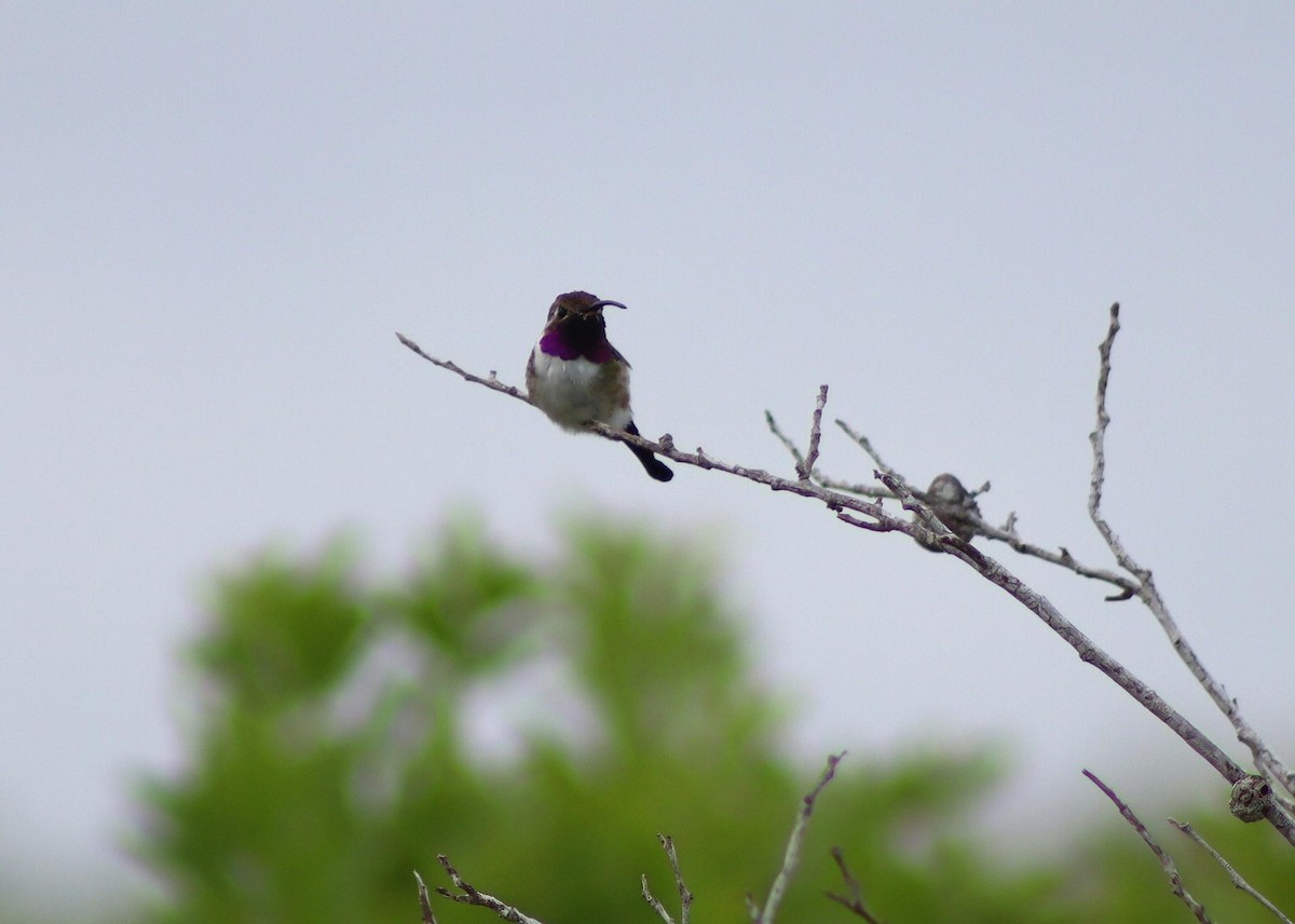 Mexican Sheartail - ML645419089
