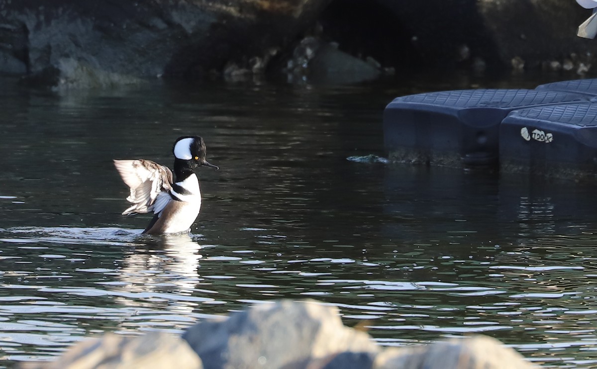 Hooded Merganser - ML645419090