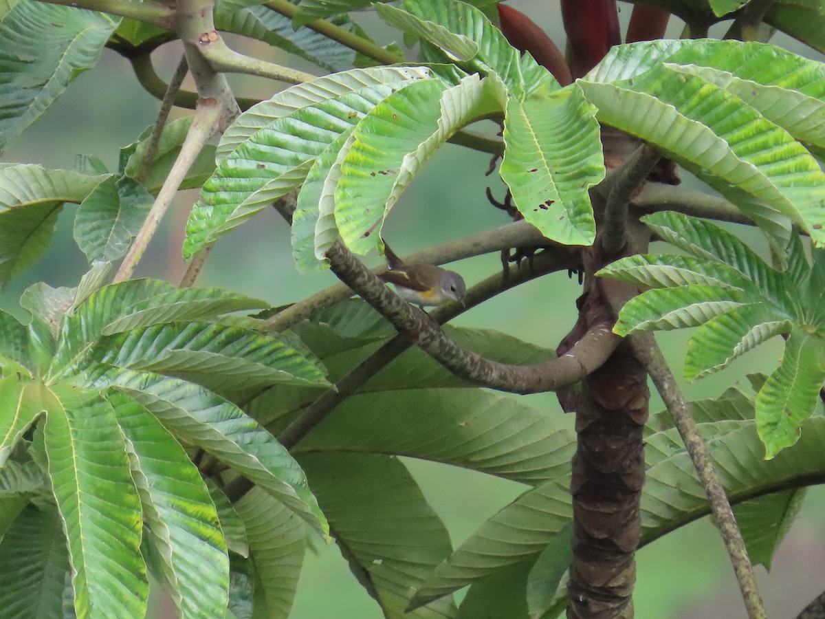 American Redstart - ML645419091