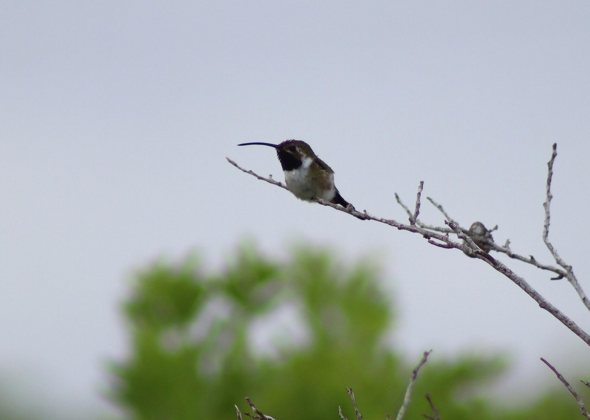 Mexican Sheartail - ML645419092
