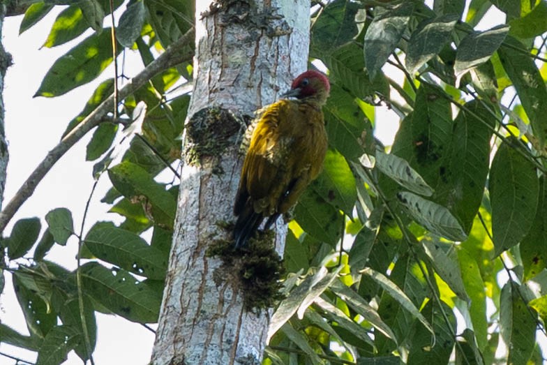 Rufous-winged Woodpecker - ML645419093