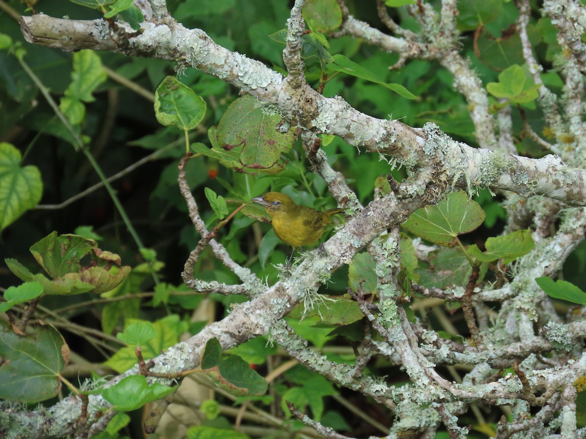 Hepatic Tanager - ML645419094