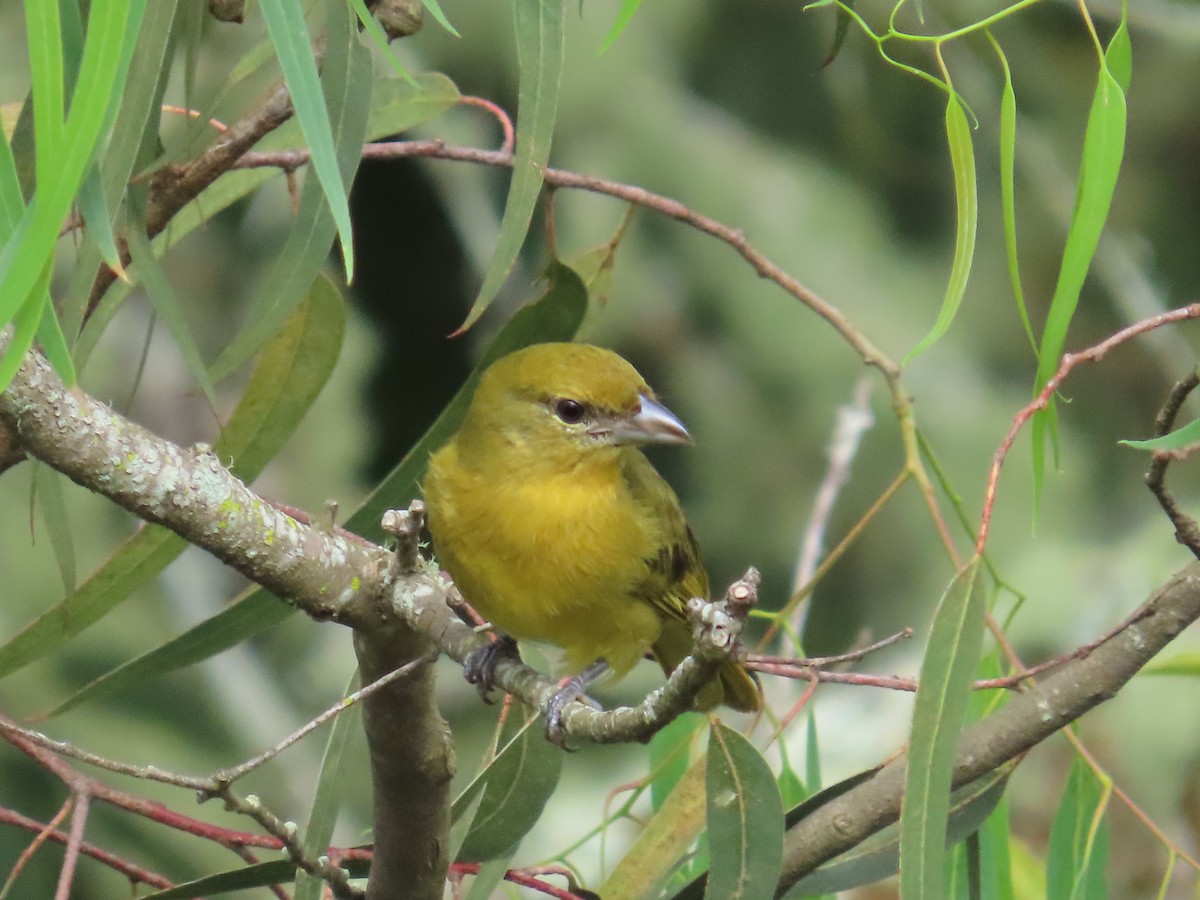 Hepatic Tanager - ML645419101
