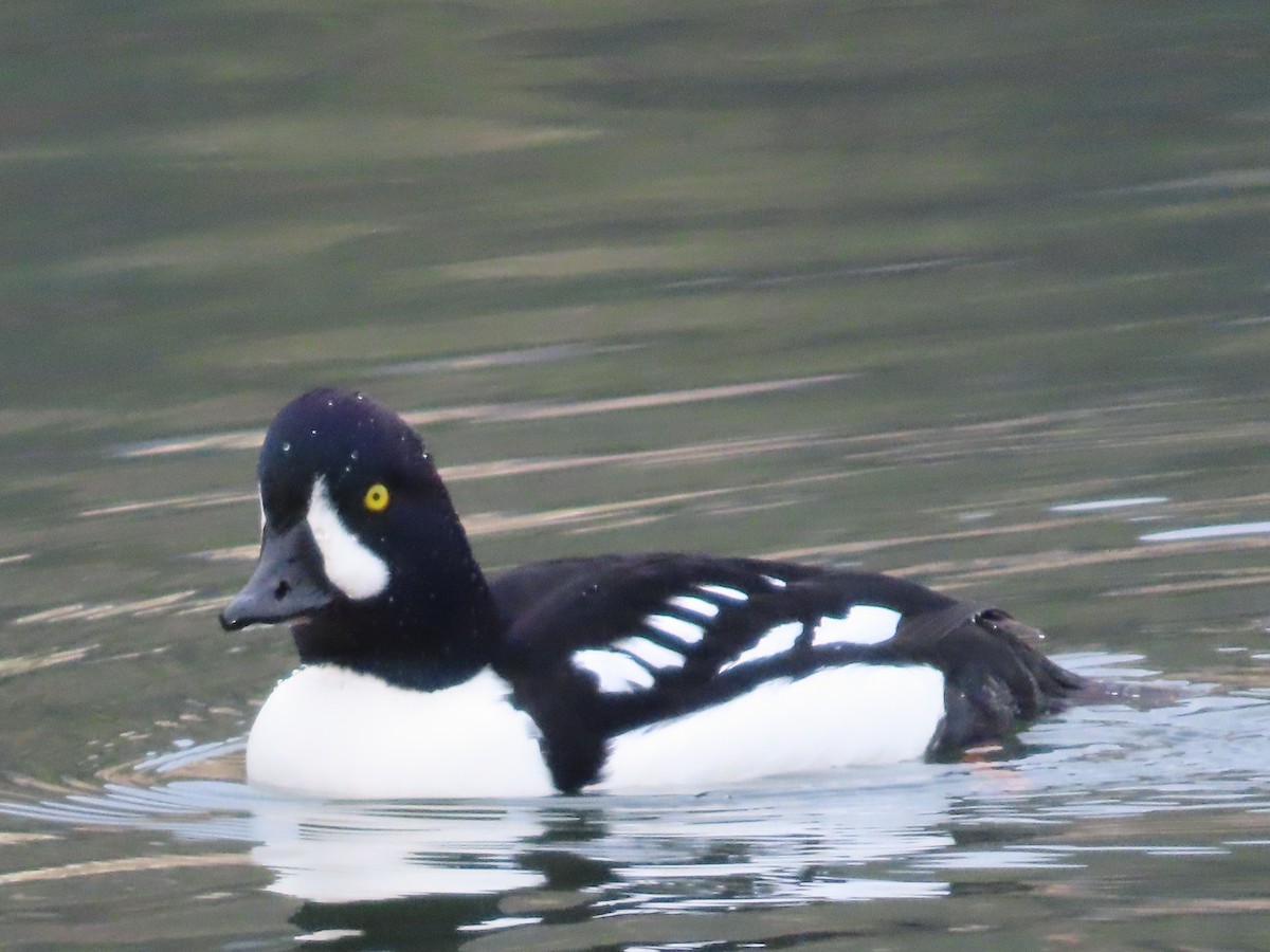 Murgilari islandiarra - ML645419102