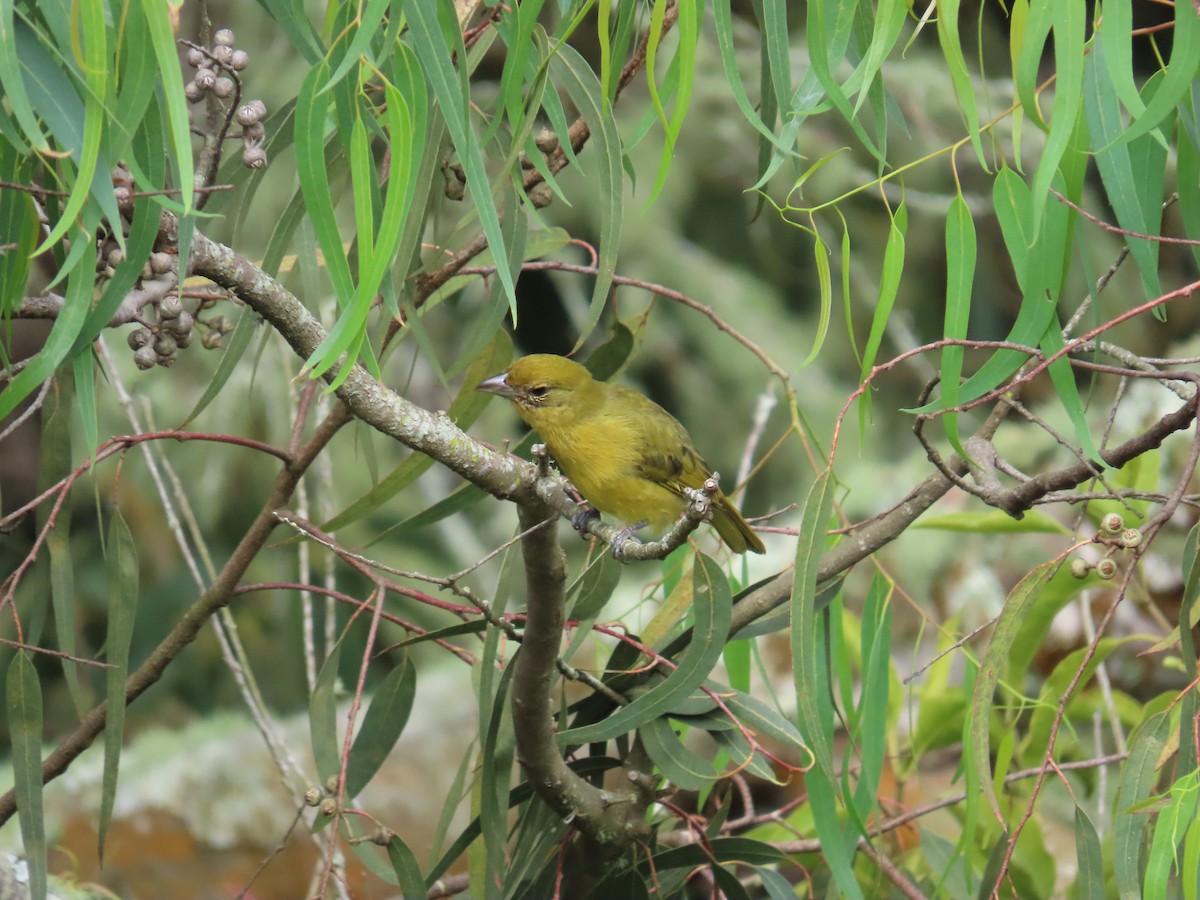 Hepatic Tanager - ML645419103