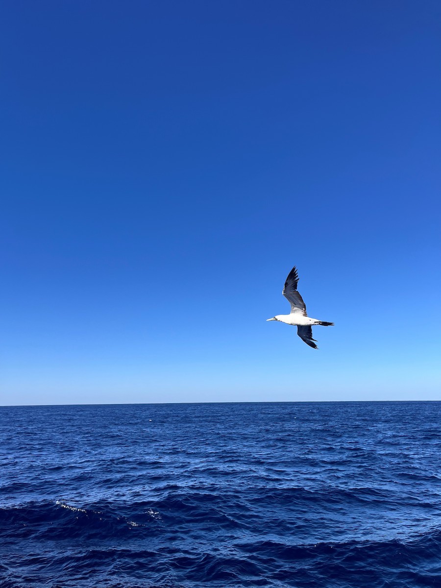 Masked Booby - ML645419107