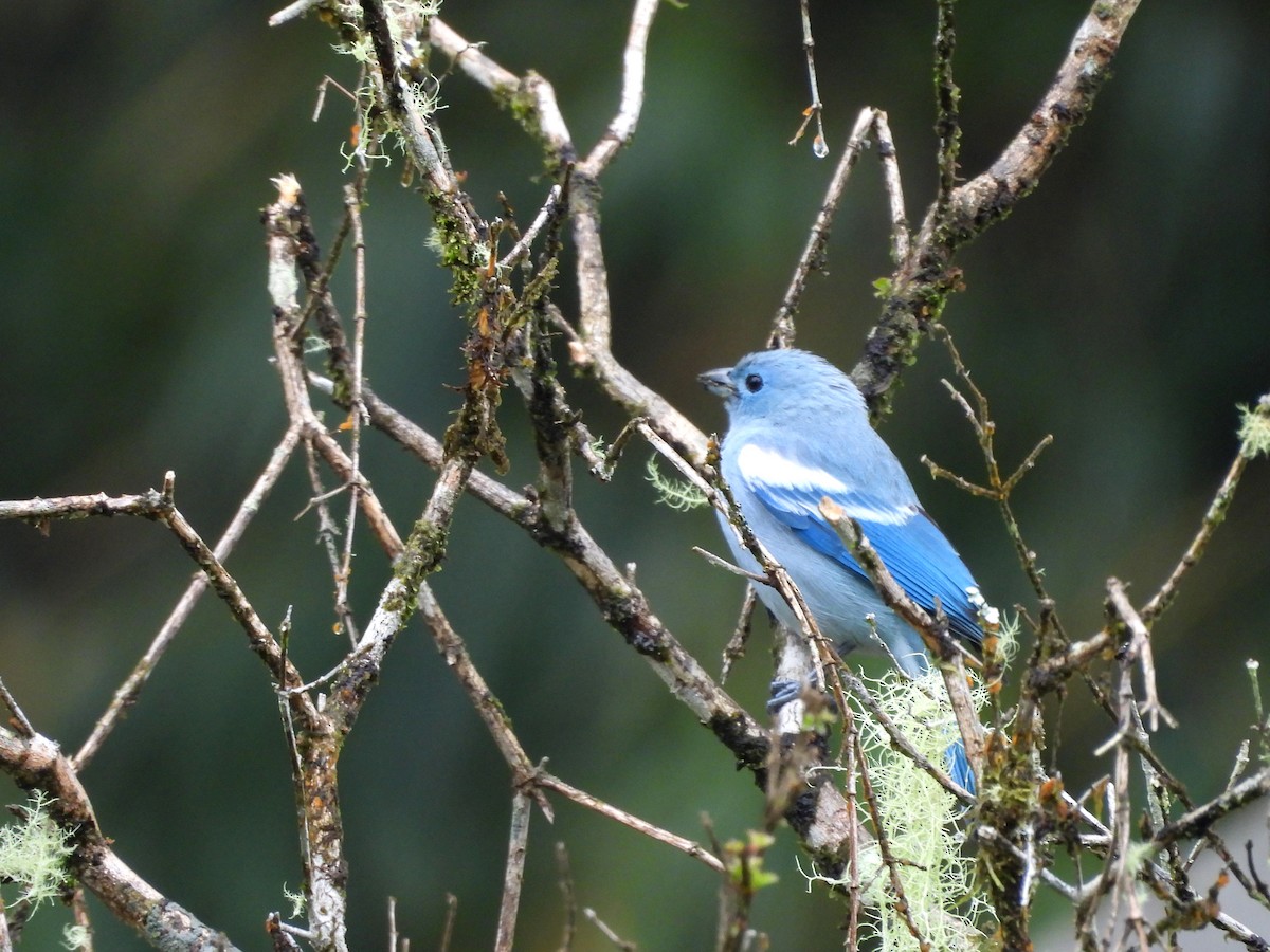 Blue-gray Tanager - ML645419108