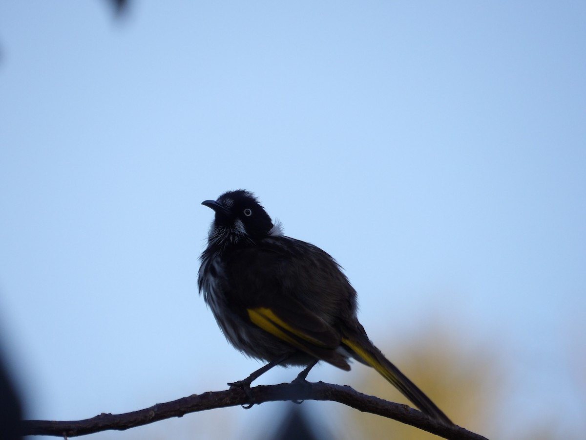 New Holland Honeyeater - ML645419109