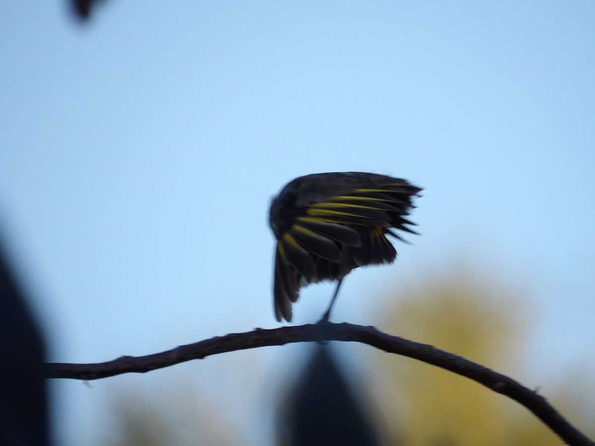 New Holland Honeyeater - ML645419110