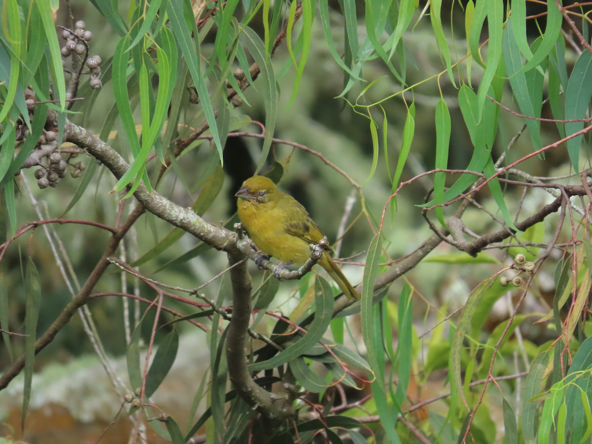 Hepatic Tanager - ML645419111