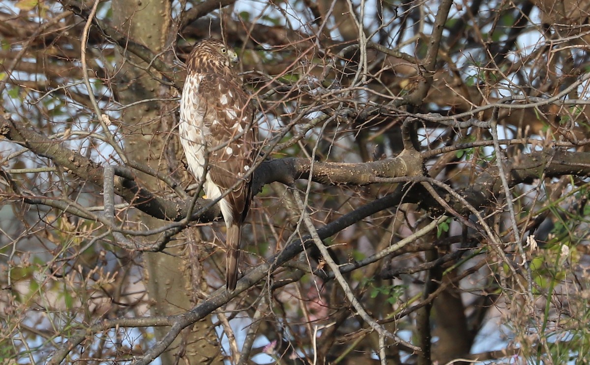Cooper's Hawk - ML645419112