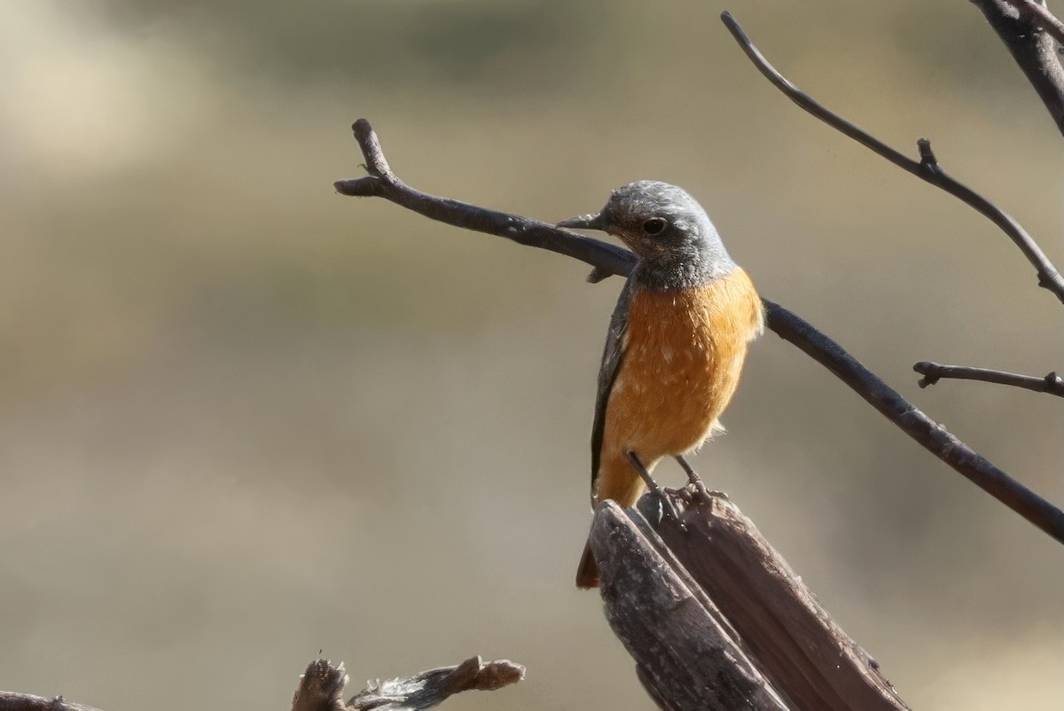 Short-toed Rock-Thrush - ML645419113