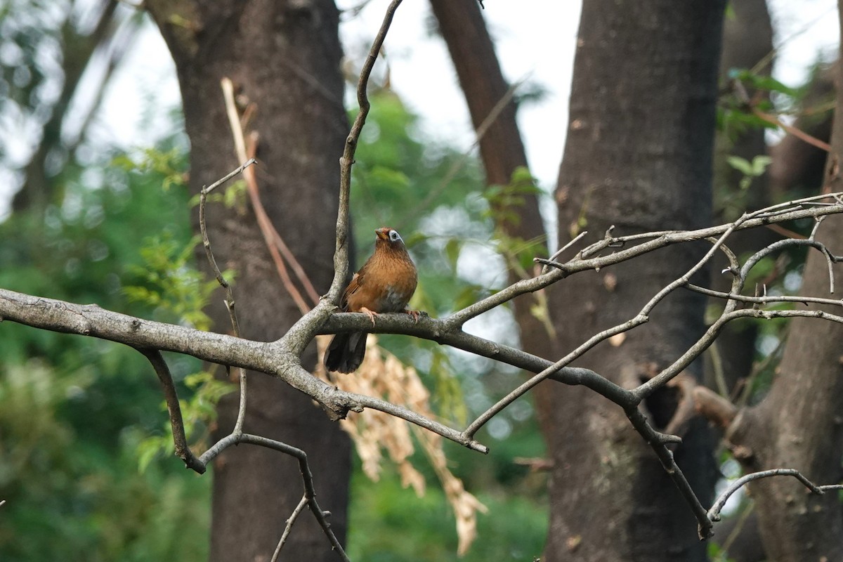 Chinese Hwamei - ML645419114