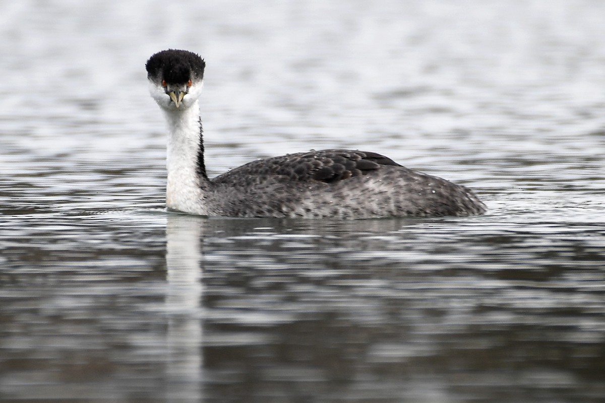 Western Grebe - ML645419117