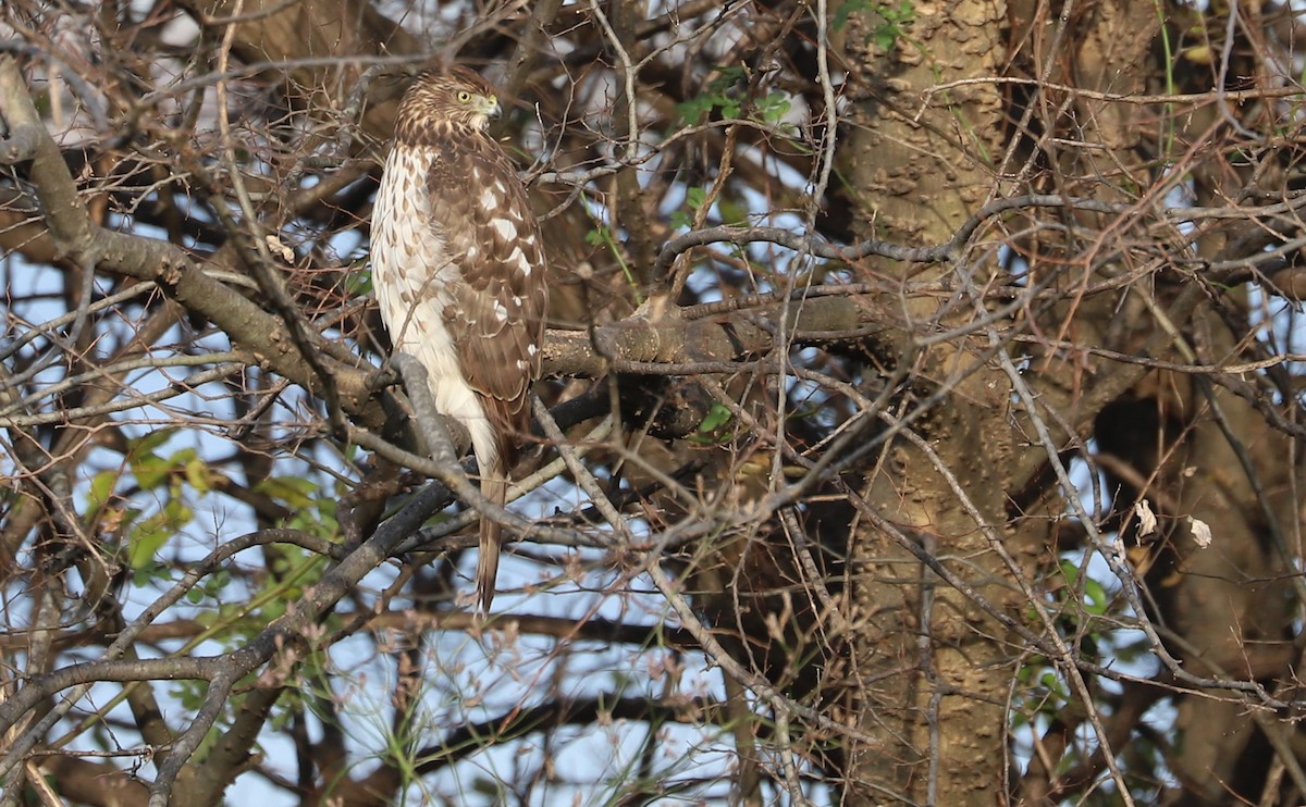 Cooper's Hawk - ML645419121