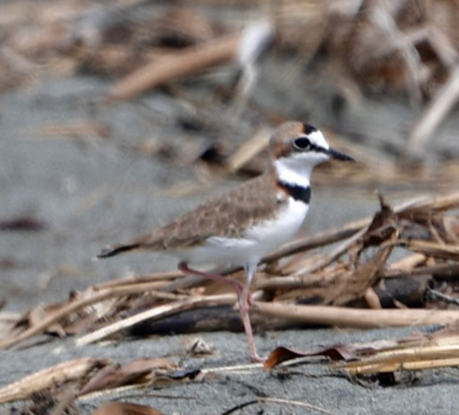 Collared Plover - ML645419123
