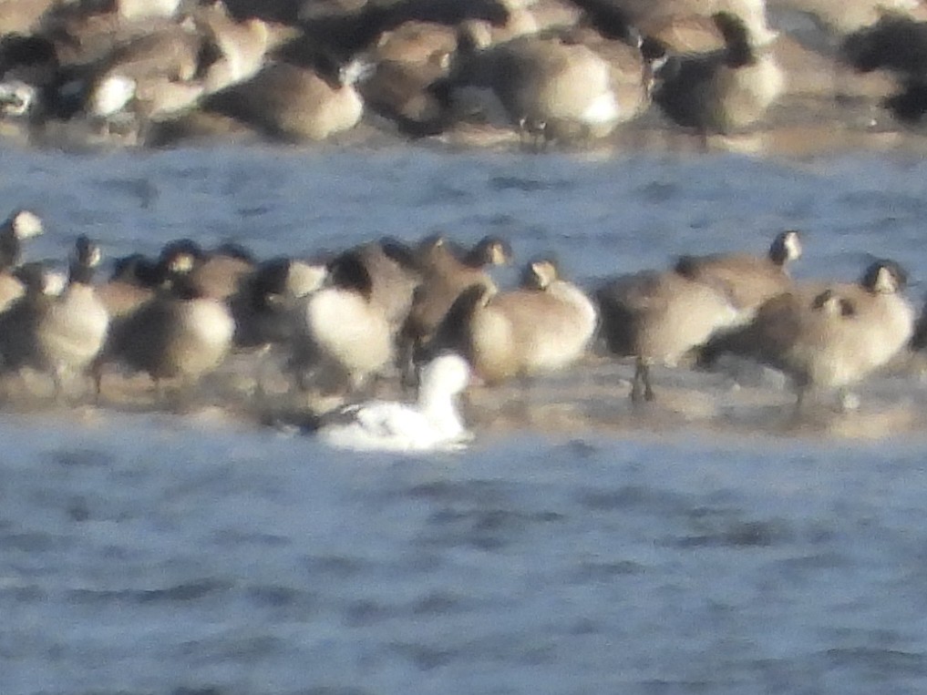 Ross's Goose - ML645419126