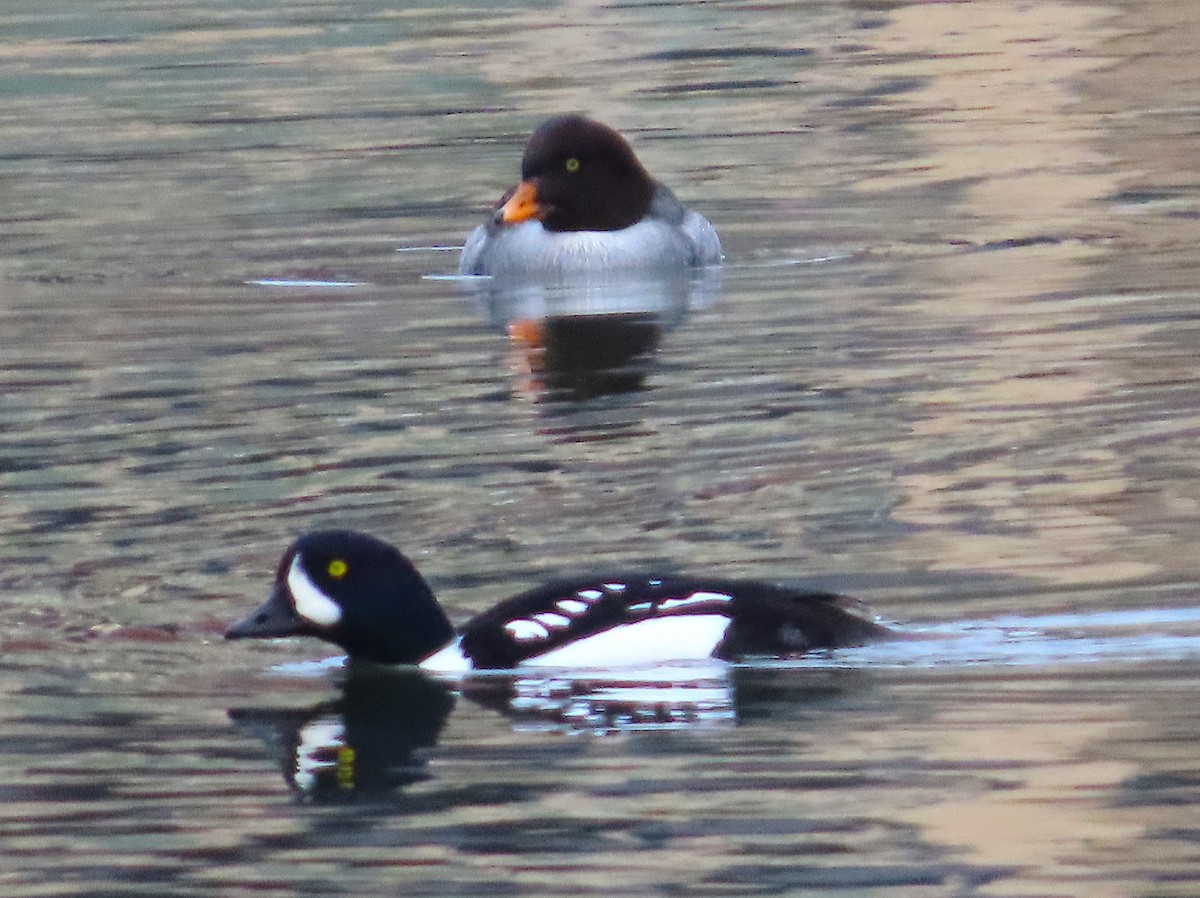 Murgilari islandiarra - ML645419129