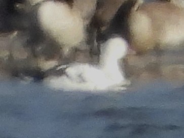 Ross's Goose - ML645419130