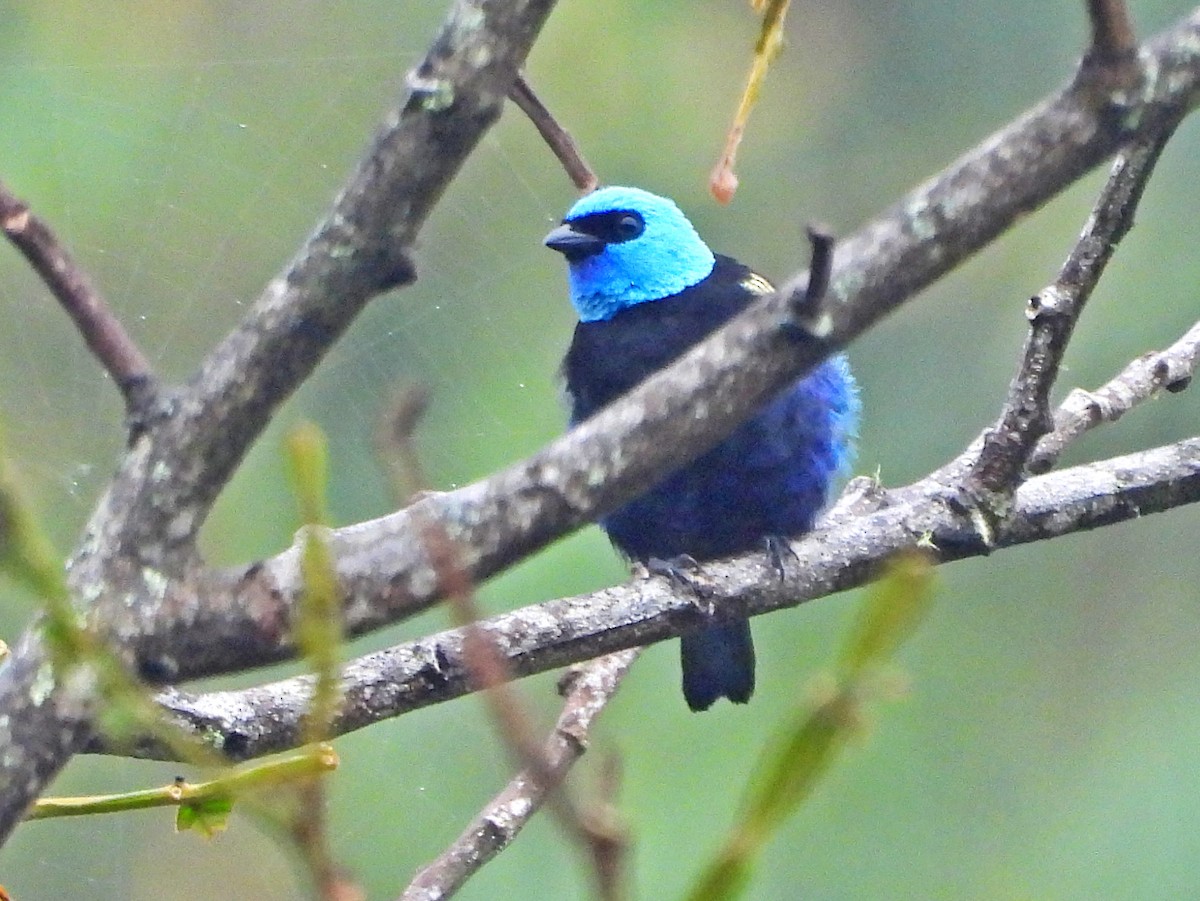 Azurkopftangare - ML645419141