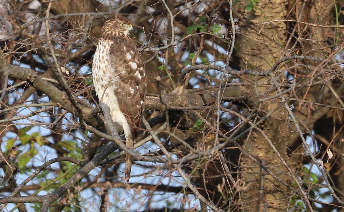 Cooper's Hawk - ML645419142