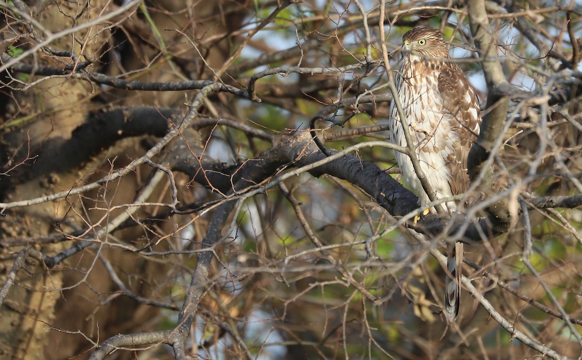 Cooper's Hawk - ML645419156