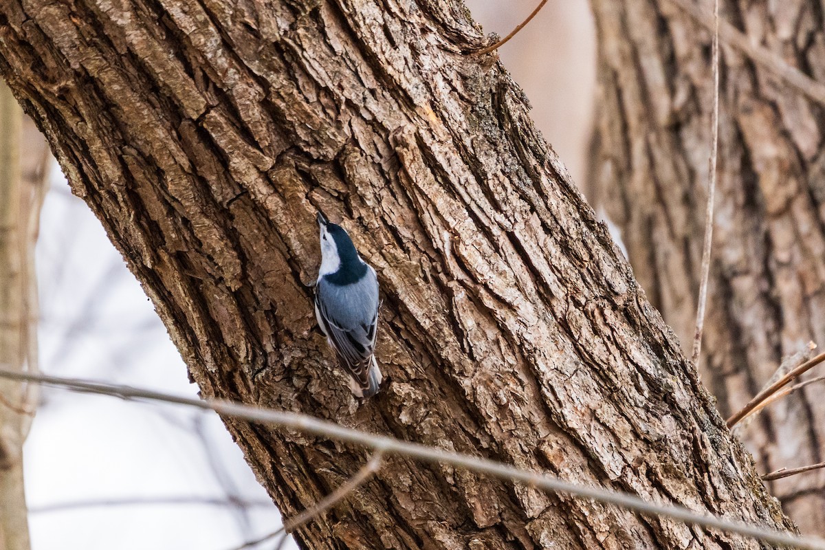 Sittelle à poitrine blanche - ML645419159