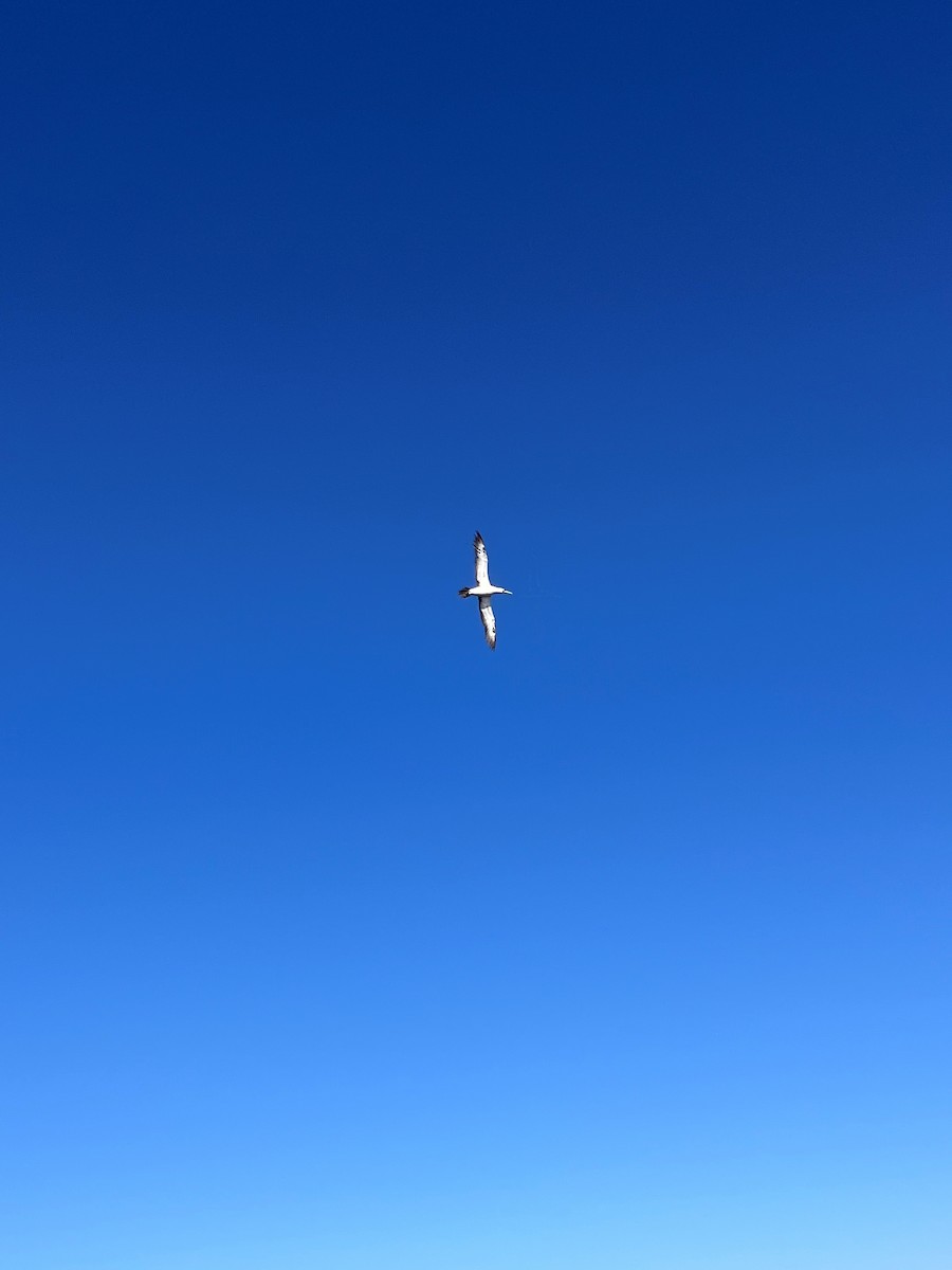 Masked Booby - ML645419160