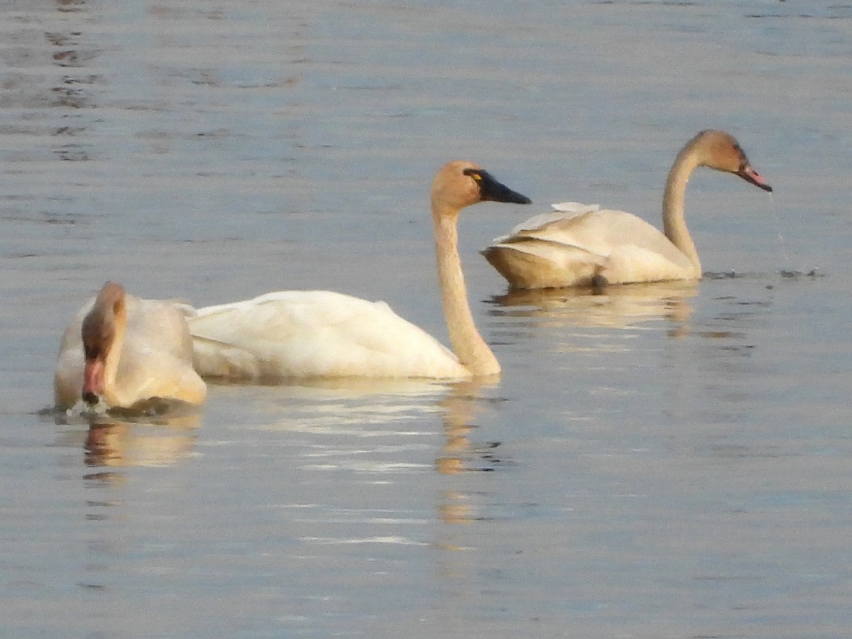 Tundra Swan (Whistling) - ML645419161