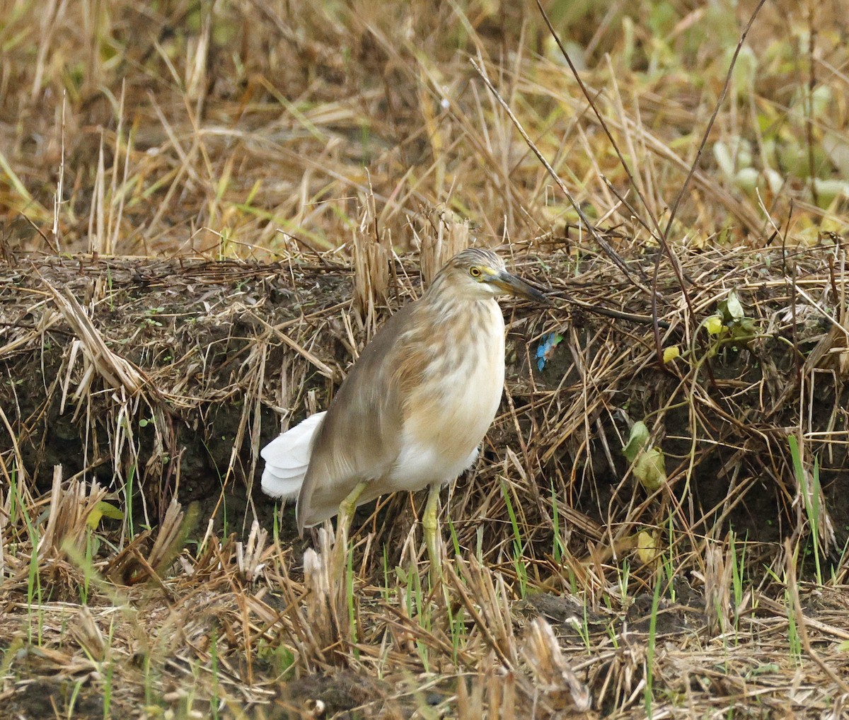 Javan Pond-Heron - ML645419164