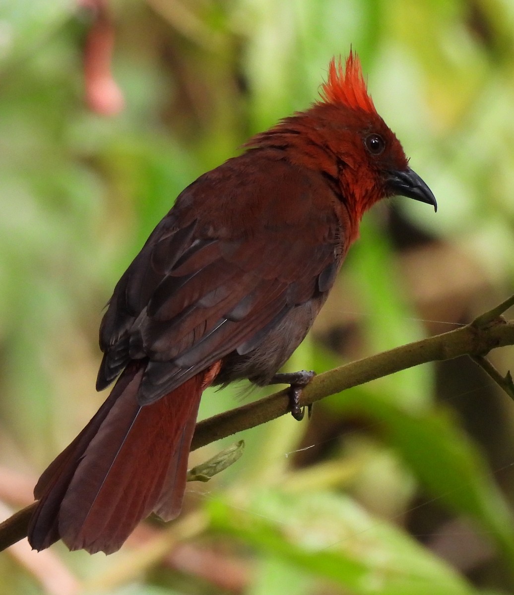 Crested Ant-Tanager - ML645419166