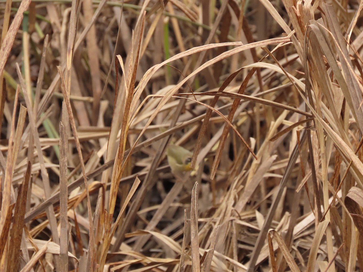 Common Yellowthroat - ML645419167