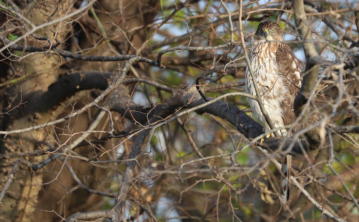 Cooper's Hawk - ML645419169