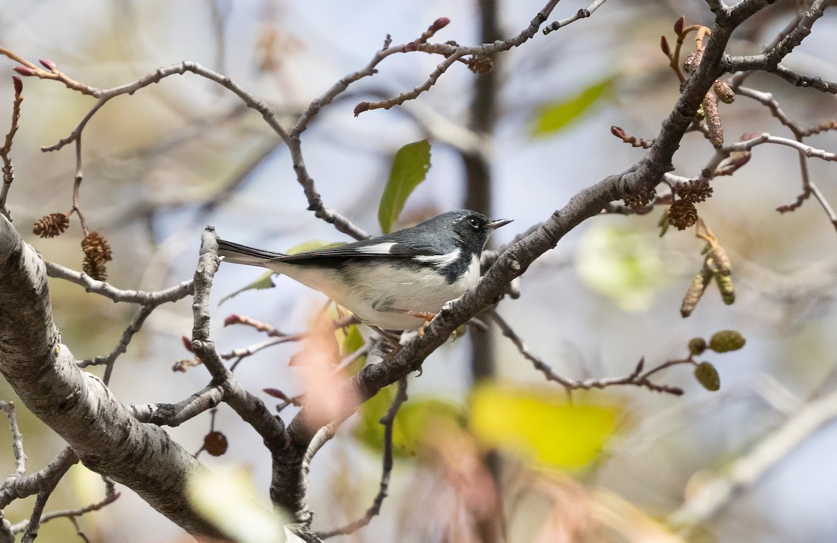 Black-throated Blue Warbler - ML645419182