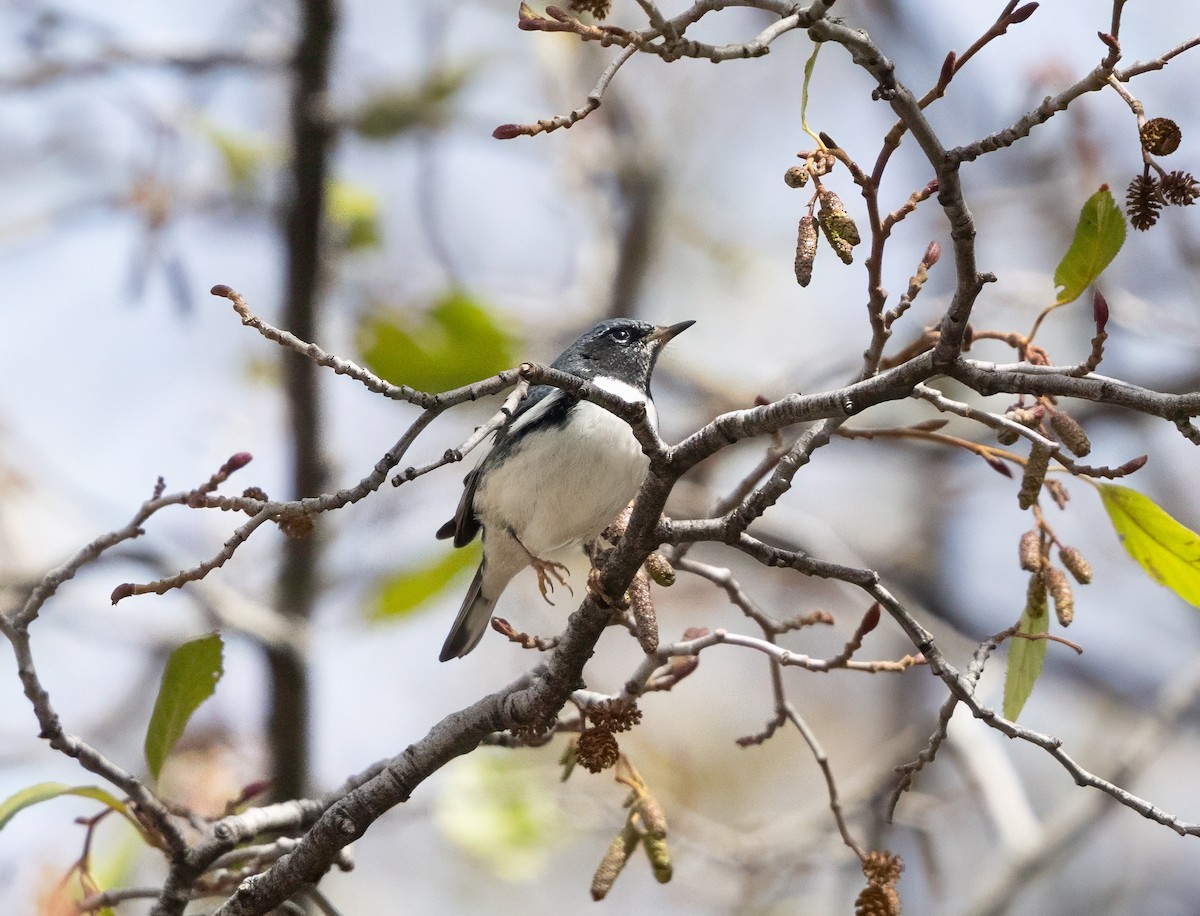 Black-throated Blue Warbler - ML645419183