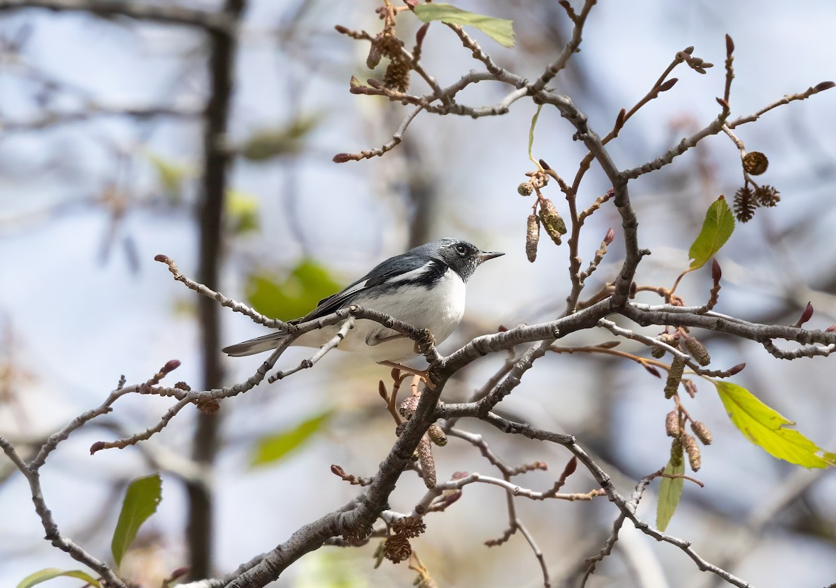 Black-throated Blue Warbler - ML645419184