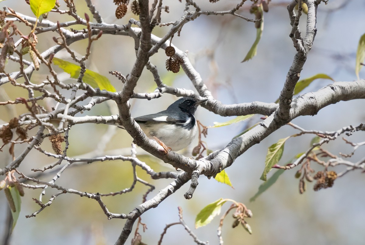 Black-throated Blue Warbler - ML645419185