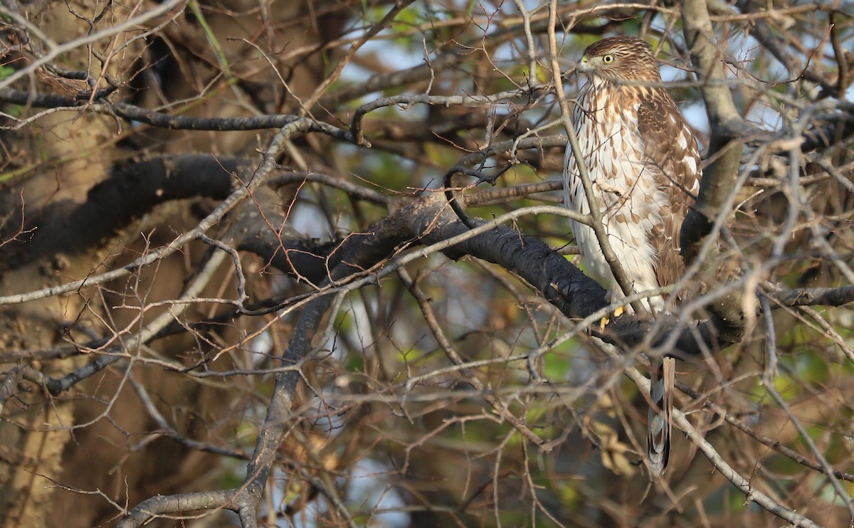 Cooper's Hawk - ML645419186