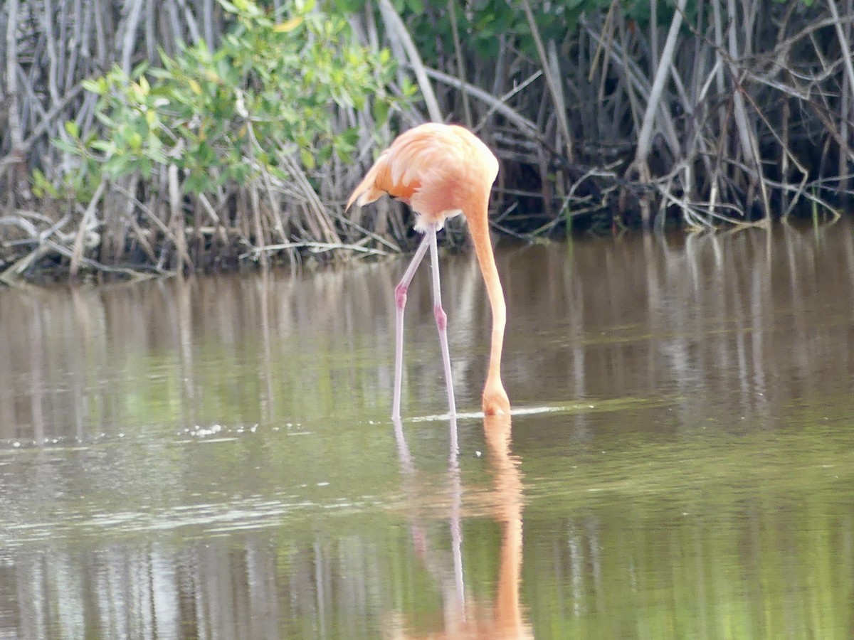 Flamenco Rojo - ML645419187