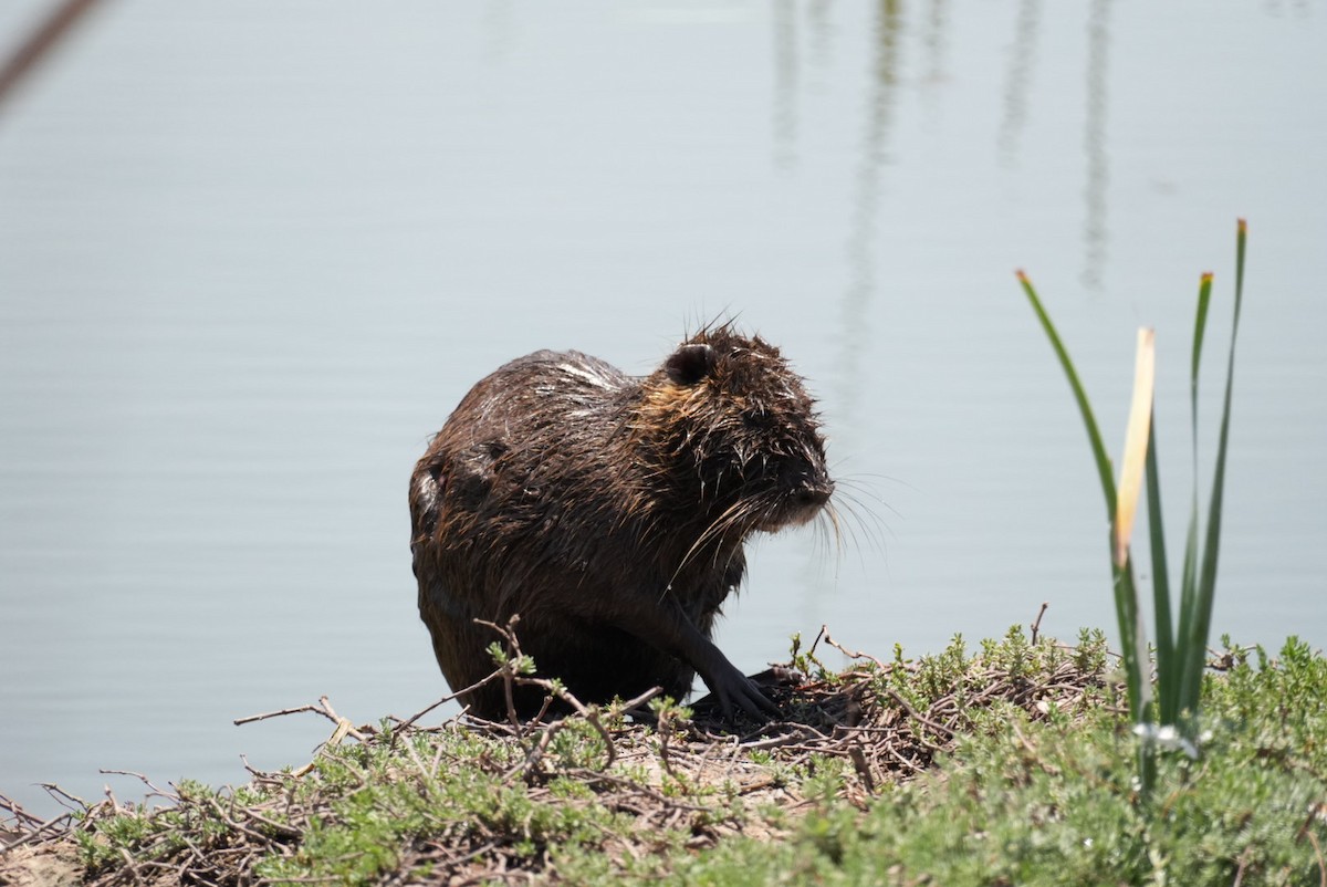 Coypu - ML645419189